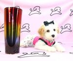 Small Photo #10 Poodle (Miniature) Puppy For Sale in LAS VEGAS, NV, USA