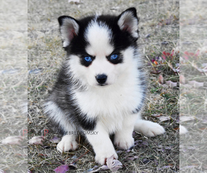 Pomsky Puppy for sale in KANSAS CITY, MO, USA