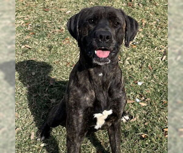 Medium Photo #2 Mastiff-Unknown Mix Puppy For Sale in Texas City, TX, USA