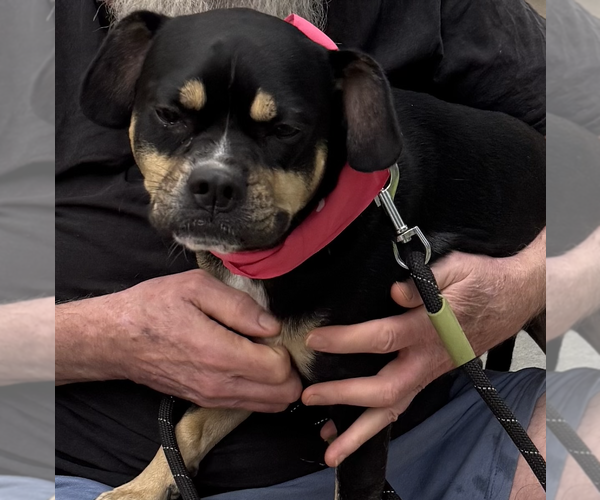 Medium Photo #2 Australian Kelpie-French Bulldog Mix Puppy For Sale in Decatur, GA, USA