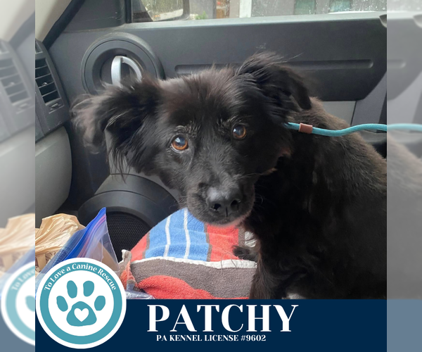 Medium Photo #6 Spaniel-Unknown Mix Puppy For Sale in Kimberton, PA, USA