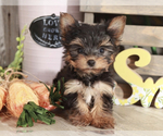 Small Photo #1 Yorkshire Terrier Puppy For Sale in MOUNT VERNON, OH, USA