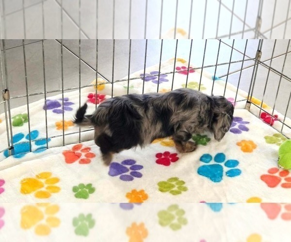 Medium Photo #14 Cavapoo (Miniature)-Poodle (Toy) Mix Puppy For Sale in ORO VALLEY, AZ, USA