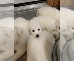 Small Photo #12 Great Pyrenees Puppy For Sale in MYAKKA CITY, FL, USA