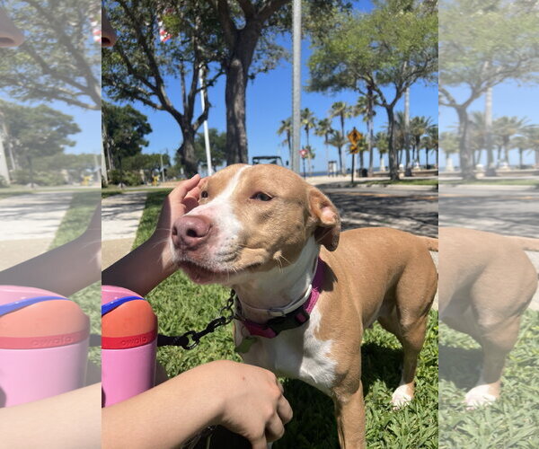 Medium Photo #3 Mutt Puppy For Sale in Sanford, FL, USA