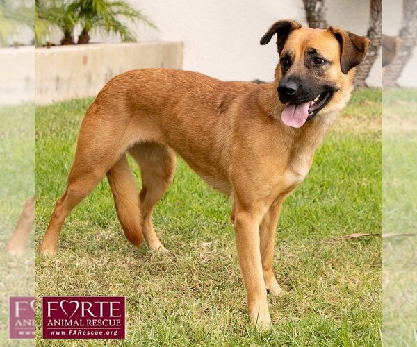 Medium Photo #4 Labrador Retriever-Unknown Mix Puppy For Sale in Marina del Rey, CA, USA