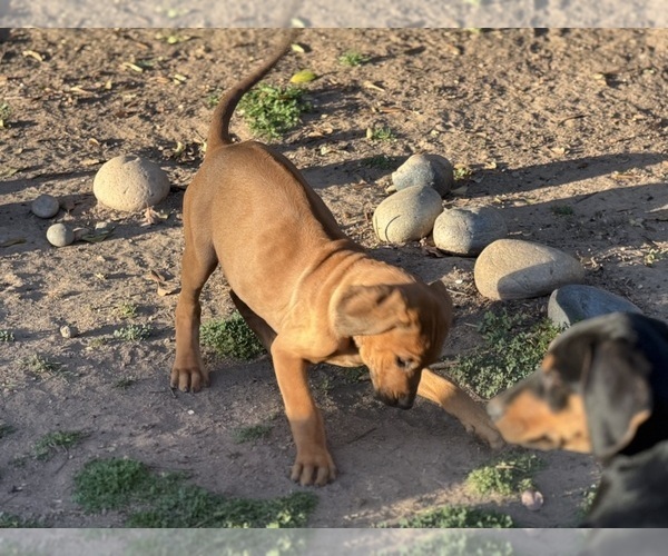 Medium Photo #3 Labrador Retriever-Rhodesian Ridgeback Mix Puppy For Sale in FRESNO, CA, USA