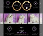 Small Photo #3 Maltipoo (Toy) Puppy For Sale in WARSAW, IN, USA