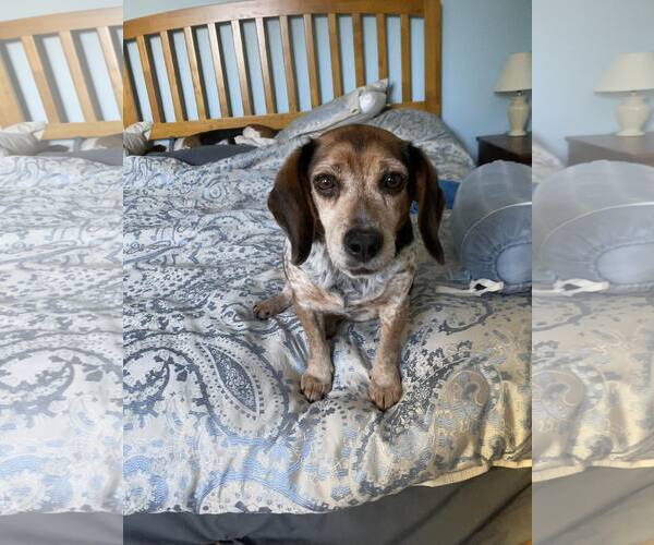 Medium Photo #1 Beagle Puppy For Sale in Clinton , MI, USA