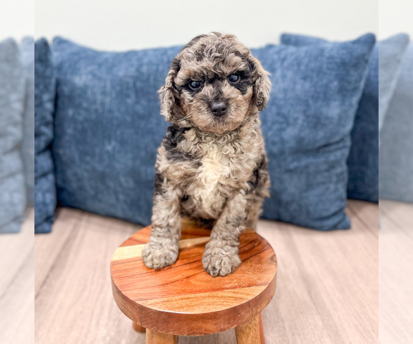 Medium Photo #3 Poodle (Miniature) Puppy For Sale in DUNDEE, OH, USA