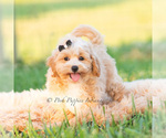 Small Photo #55 Maltipoo (Miniature) Puppy For Sale in WARSAW, IN, USA