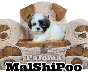 Maltipoo-Shih Tzu Mix Puppy for sale in SAN DIEGO, CA, USA