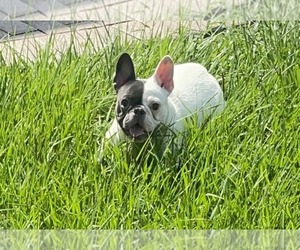 Mother of the French Bulldog puppies born on 01/31/2024