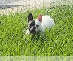 Small Photo #1 French Bulldog Puppy For Sale in ORLANDO, FL, USA