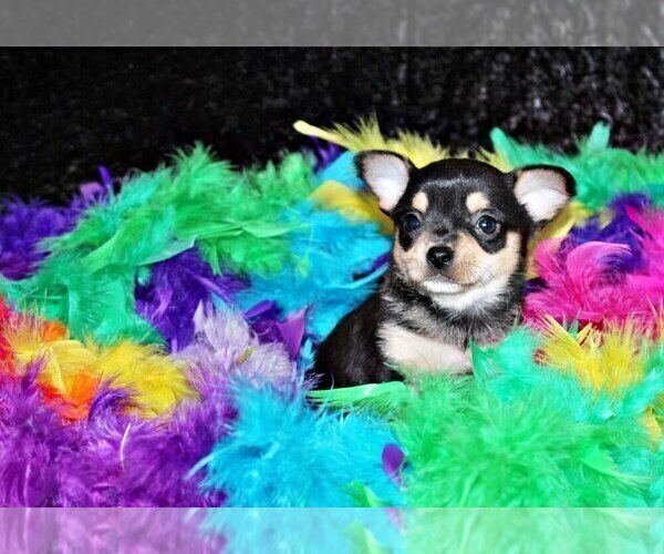 Medium Photo #45 Chihuahua Puppy For Sale in CHARLESTON, AR, USA