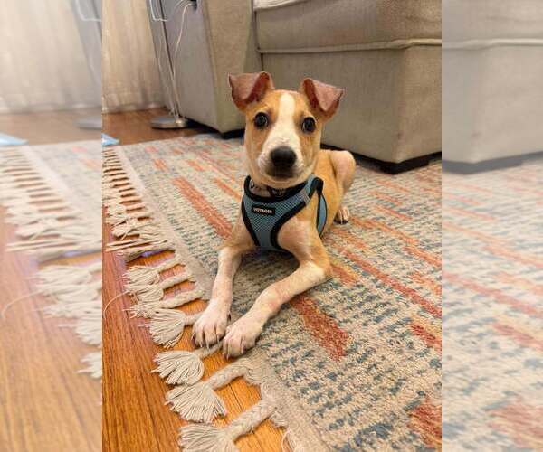 Medium Photo #1 Jack Russell Terrier-Unknown Mix Puppy For Sale in New York, NY, USA
