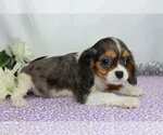 Small Photo #4 Cavalier King Charles Spaniel Puppy For Sale in FREDERICKSBG, OH, USA