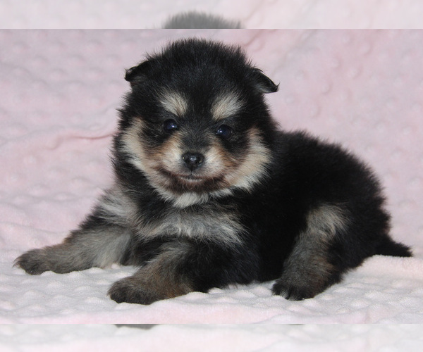 Medium Photo #1 Pomsky Puppy For Sale in DENTON, TX, USA