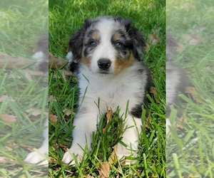 Medium Australian Shepherd