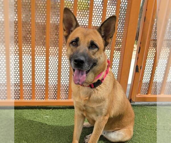 Medium Photo #1 German Shepherd Dog-Unknown Mix Puppy For Sale in Las Vegas, NV, USA