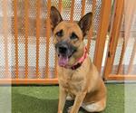 Small German Shepherd Dog Mix