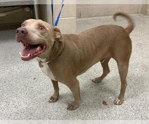 Staffordshire Bull Terrier-Unknown Mix Dogs for adoption in Conroe, TX, USA