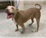 Small Staffordshire Bull Terrier Mix