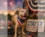 Small #1 American Staffordshire Terrier-Labrador Retriever Mix