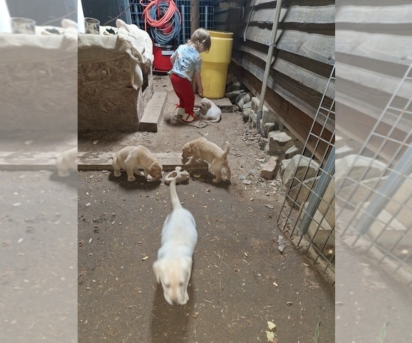 Medium Photo #12 Labrador Retriever Puppy For Sale in GAFFNEY, SC, USA