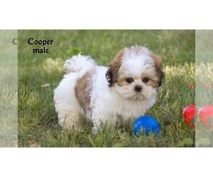 Shih Tzu Puppy for sale in CLARE, MI, USA