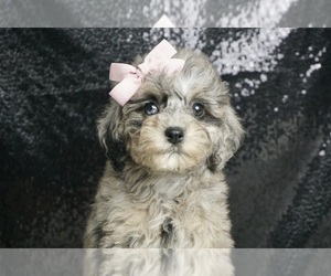 Poodle (Toy)-Schnoodle (Miniature) Mix Litter for sale in WARSAW, IN, USA