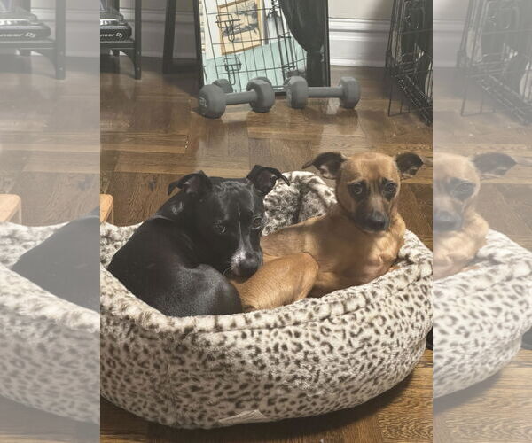 Medium Photo #9 Chihuahua-Unknown Mix Puppy For Sale in Boonton, NJ, USA