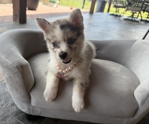 Pomsky Puppy for sale in WEBSTER, FL, USA