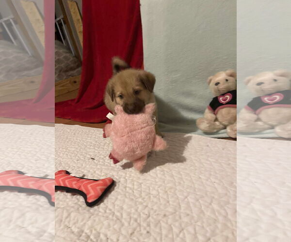 Medium Photo #4 Mutt Puppy For Sale in Westwood, NJ, USA