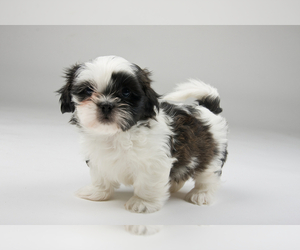 Shih Tzu Puppy for sale in LANCASTER, CA, USA