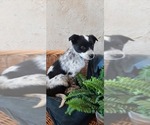 Puppy 0 Australian Cattle Dog-Rat Terrier Mix