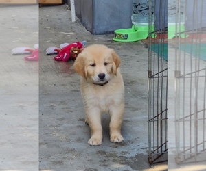 Golden Retriever Puppy for sale in LOS ANGELES, CA, USA