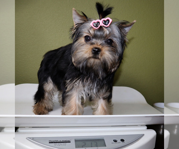 Medium Photo #5 Yorkshire Terrier Puppy For Sale in LOS ANGELES, CA, USA