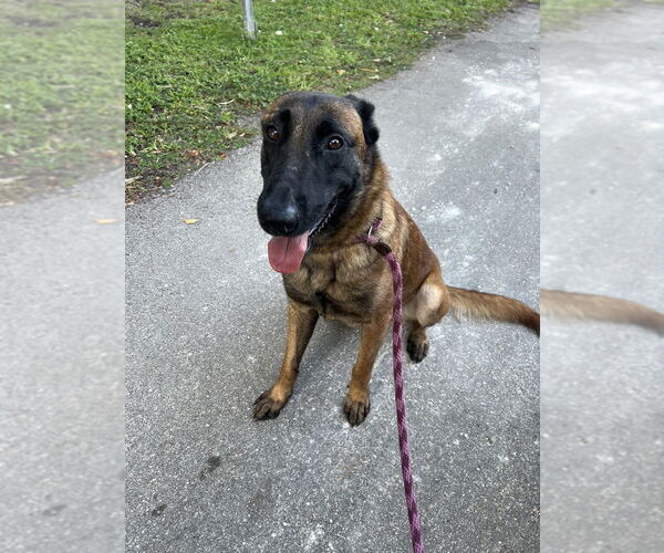 Medium Photo #4 Mutt Puppy For Sale in Imlay City, MI, USA