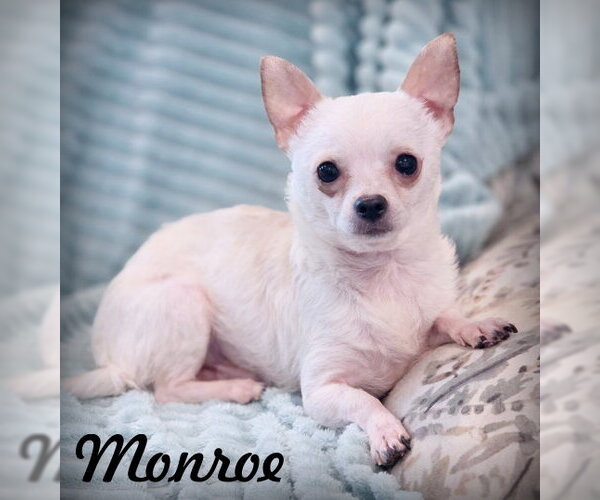 Medium Photo #1 Chihuahua Puppy For Sale in Chino Hills, CA, USA