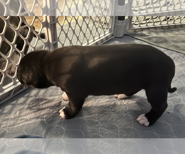 Medium Photo #11 American Pit Bull Terrier Puppy For Sale in ZANESVILLE, OH, USA