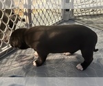 Small Photo #11 American Pit Bull Terrier Puppy For Sale in ZANESVILLE, OH, USA