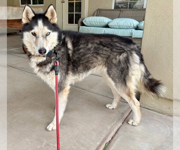 Medium Photo #1 Siberian Husky Puppy For Sale in Chandler, AZ, USA