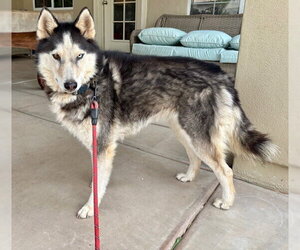 Siberian Husky Dogs for adoption in Chandler, AZ, USA
