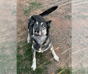 Shadow - Female Gerberian Shepsky Dog for Adoption - Photo #6