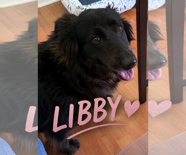 Medium Photo #2 Border Collie-Unknown Mix Puppy For Sale in Valrico, FL, USA