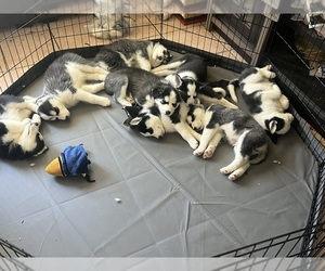 Siberian Husky Puppy for sale in LA PUENTE, CA, USA