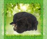 Small Photo #4 Golden Mountain Dog Puppy For Sale in BLACK FOREST, CO, USA