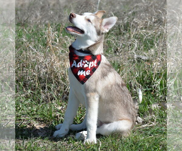 Medium Photo #7 Siberian Husky Puppy For Sale in Gretna, NE, USA