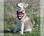 Small #6 Siberian Husky